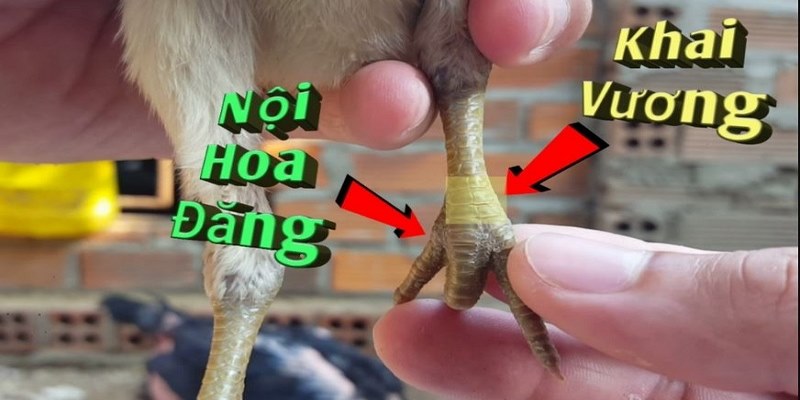 Vảy gà đá khai vương siêu đẹp